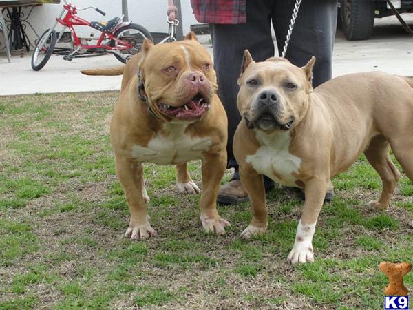 Puppies in Fresno